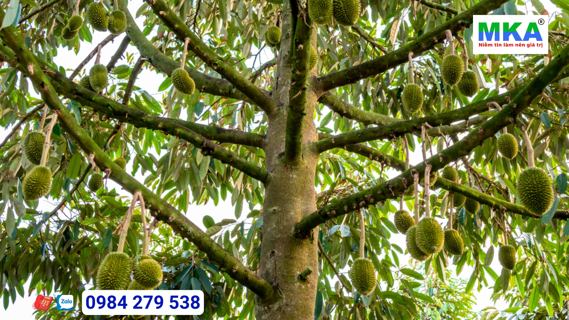 Công dụng Phân bón NPK 15-31-15 + TE